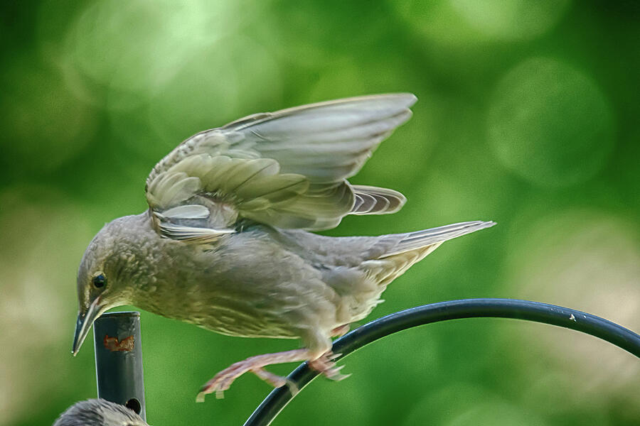 Nature Photograph - Jumping Juvenile Starling by Donald Lanham