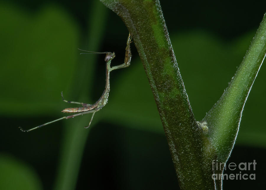 Jumping Praying Mantis 3 Photograph by David Glaser Fine Art America