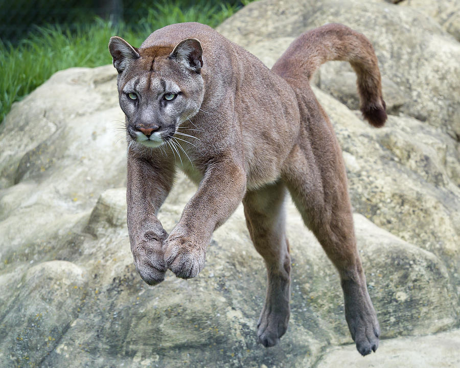 Jumping puma Photograph by Picture by Tambako the Jaguar