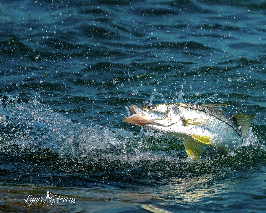 Jumping Snook Photograph by Lance Stevens