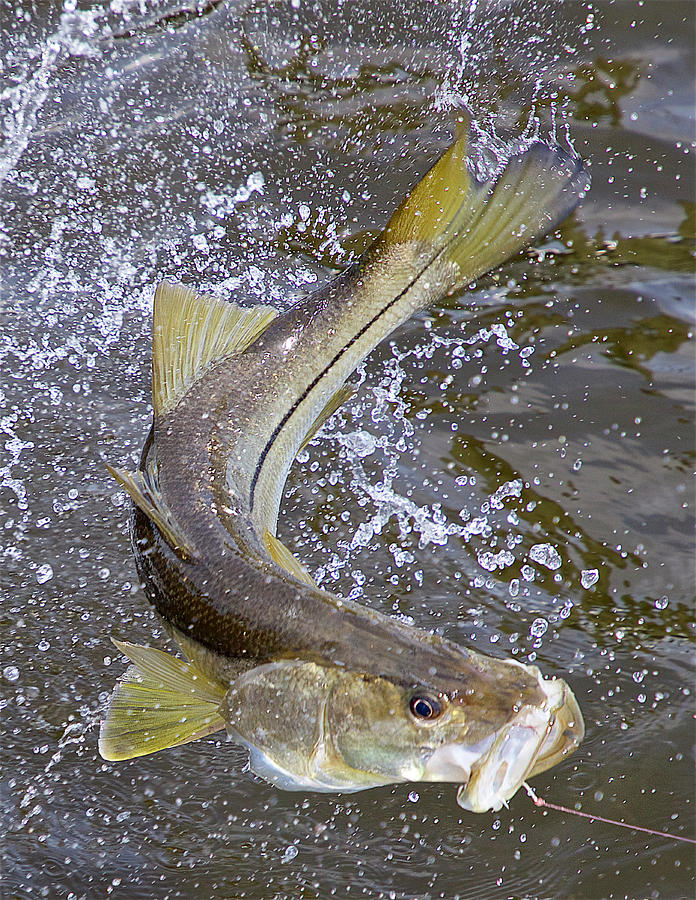 Jumping Snook Photograph by Pat Ford - Fine Art America