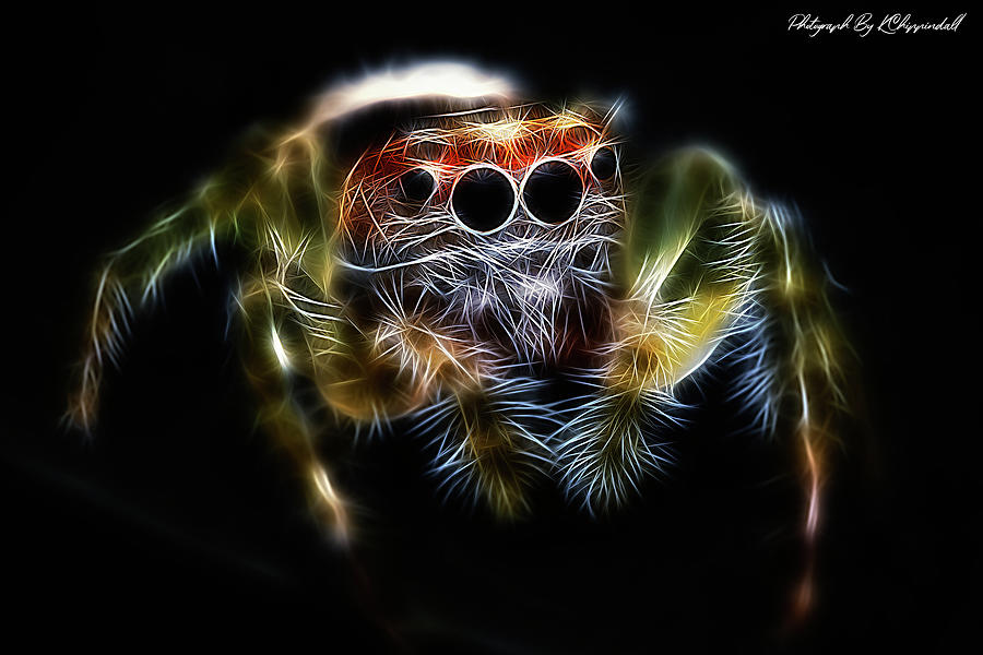 Jumping spider 67 Digital Art by Kevin Chippindall