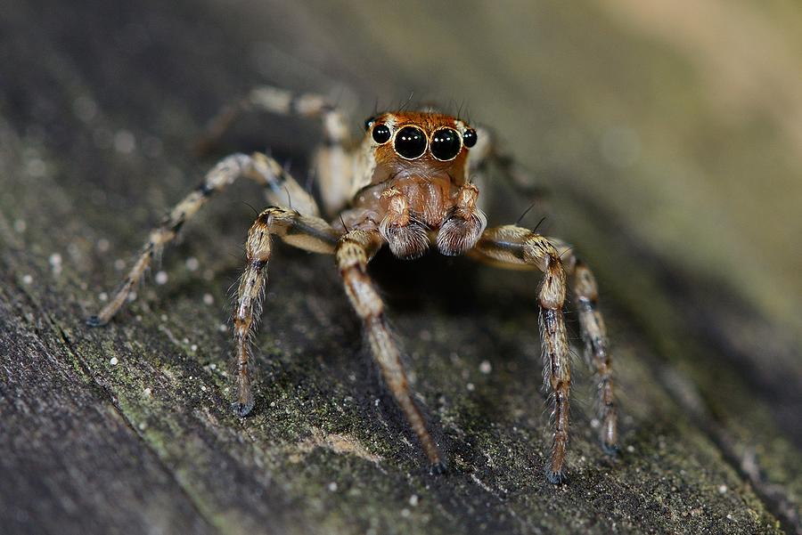 Jumping spider Photograph by Alexandre Shimoishi