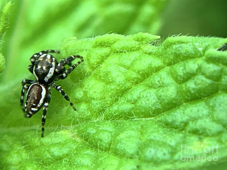 Jumping Spider Photograph by Catherine Wilson
