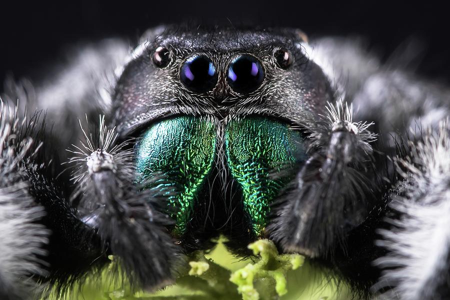 Jumping Spider Closeup Photograph by World Art Collective