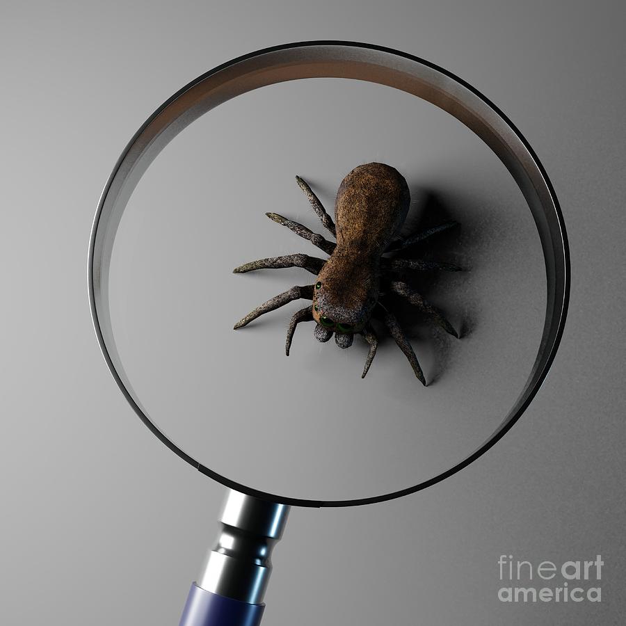 jumping-spider-jonathan-lingel.jpg