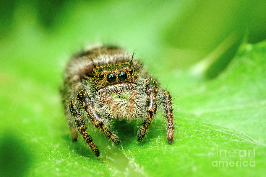 Spider Photograph - Jumping Spider on a Leaf, Macro Photography by Stephen Geisel