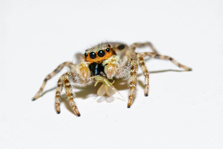 Jumping Spider Snack Photograph by Mark Andrew Thomas
