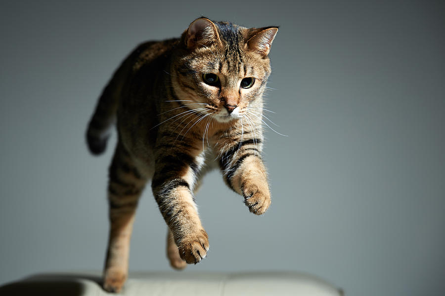 Jumping Tabby Cat Photograph by Akimasa Harada