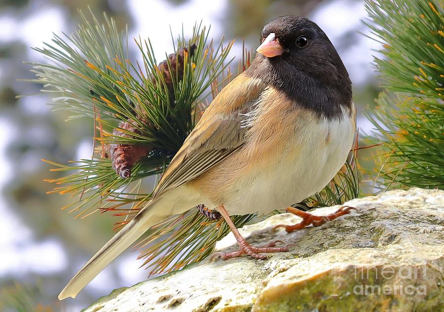 Junco And Pine Photograph by Kimberly Furey