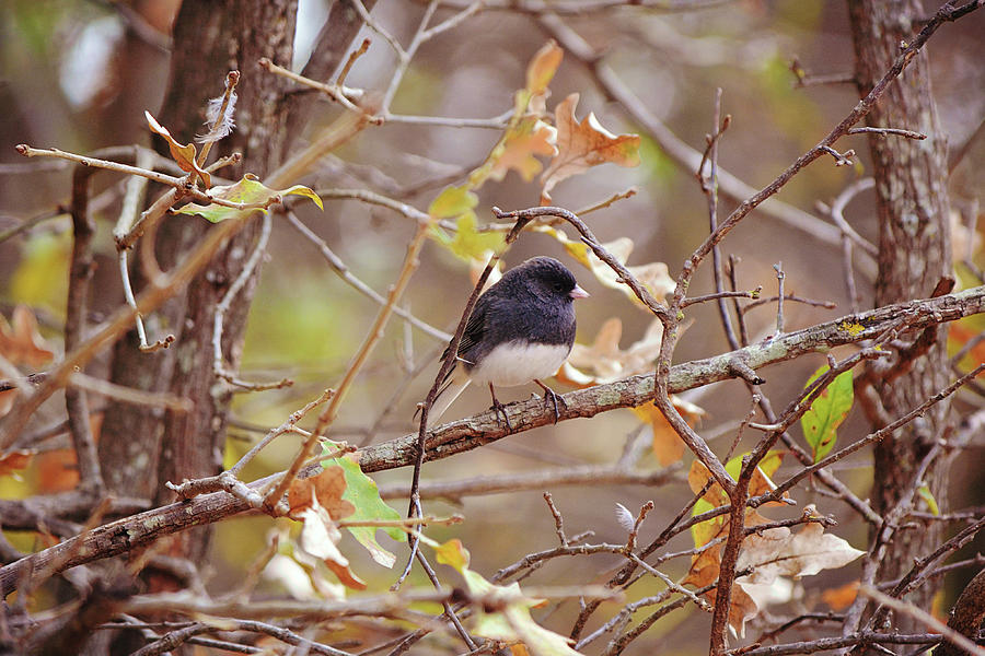 Junco Bird Framed By Tree Branch Photograph