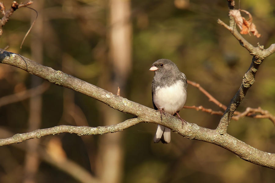 Junco Photograph by Brook Burling