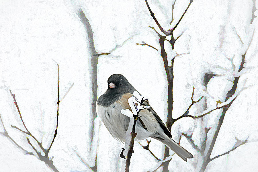 Junco Fluffed Feathers For Warmth Photograph