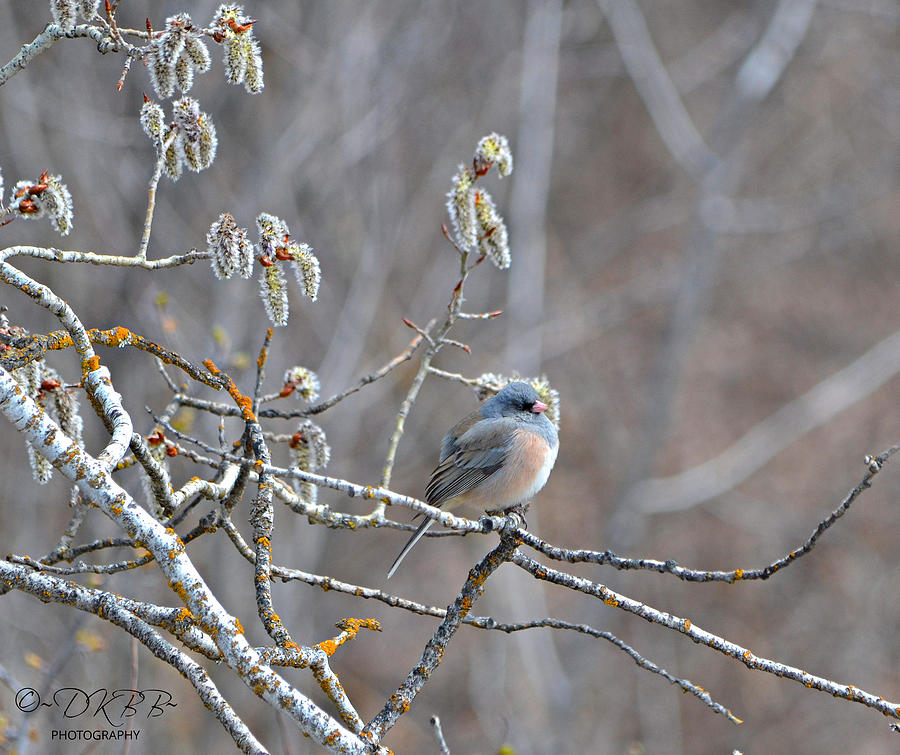 Junco in Catkins #1 Photograph by Dorrene BrownButterfield