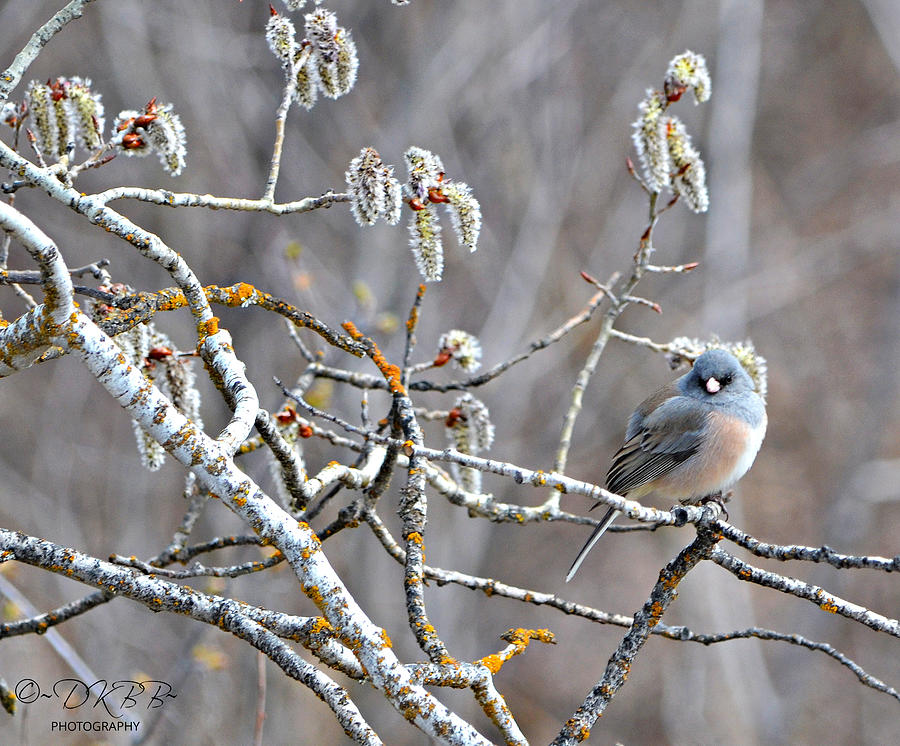 Junco in Catkins #2 Photograph by Dorrene BrownButterfield