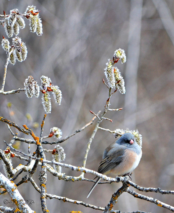Junco in Catkins #3 Photograph by Dorrene BrownButterfield