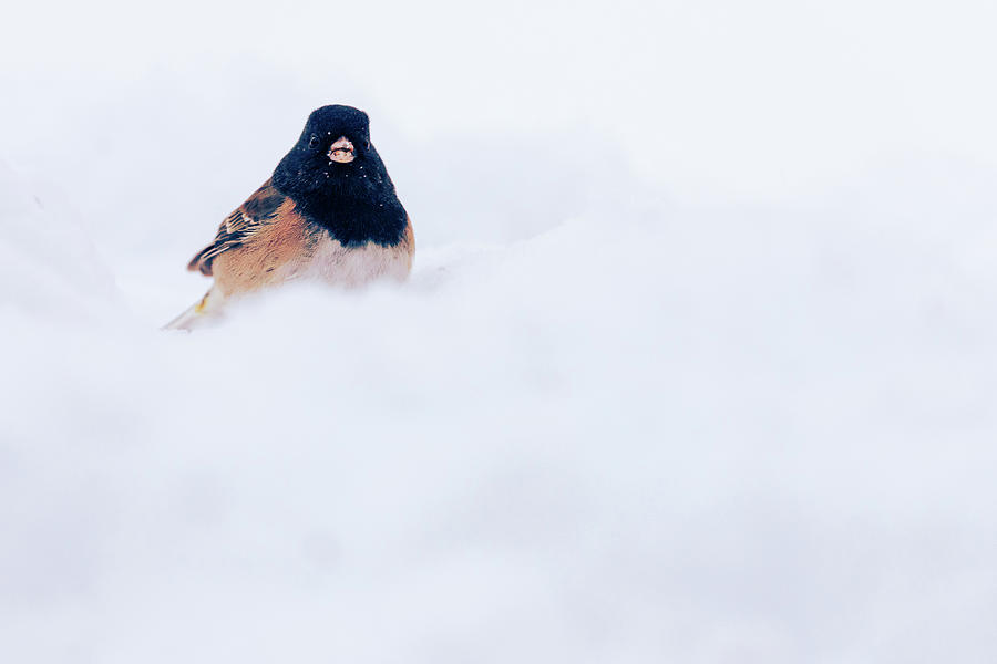 Junco in Snow Photograph by Mike Lee