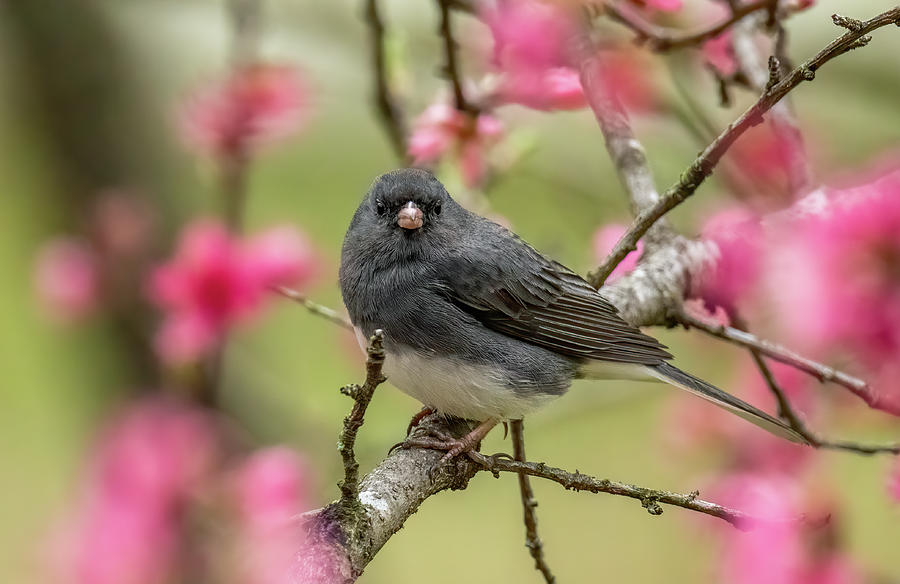 Junco In Spring Photograph