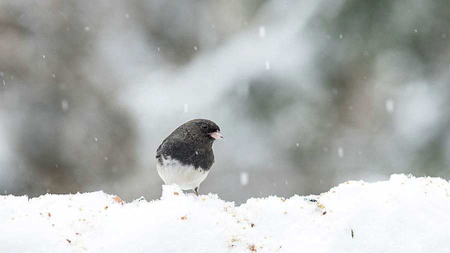 Junco In The Snow Photograph by Amelia Pearn