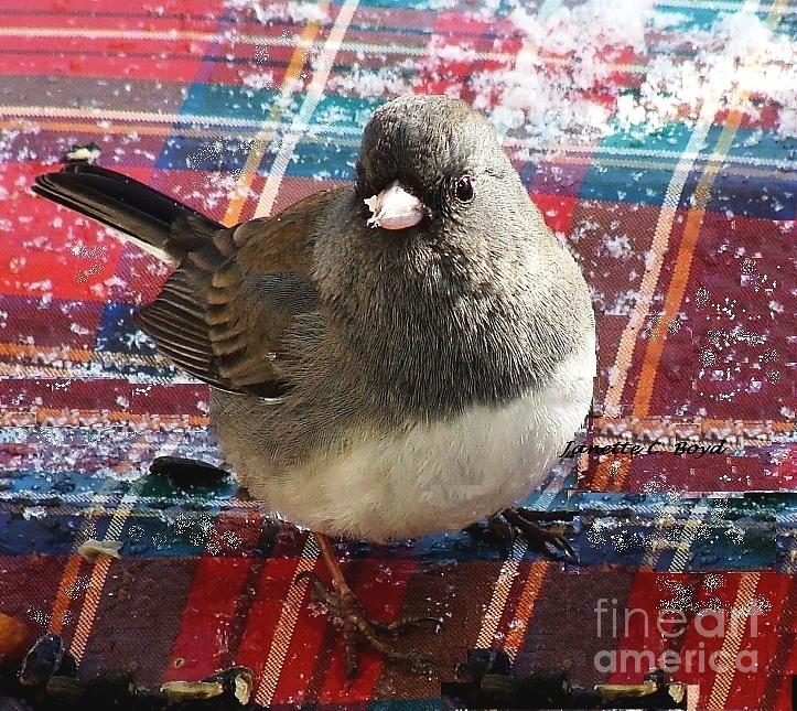 Junco on Christmas Plaid Photograph by Janette Boyd