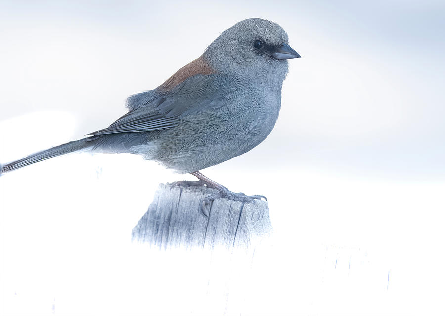 Junco On Fence In High Key Style Photograph by Jim Wilce