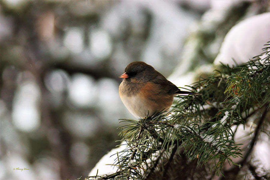 Junco On Pine With Snow Photograph