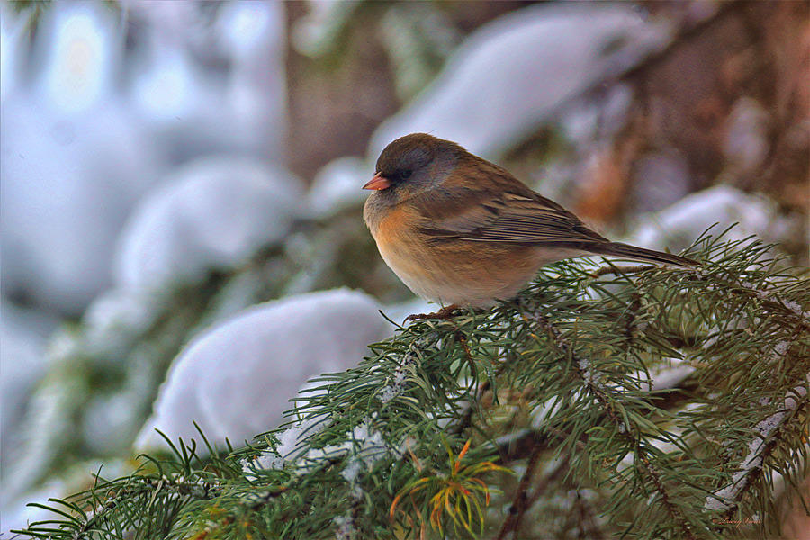Junco on Snowy Branch Photograph by Tracey Vivar