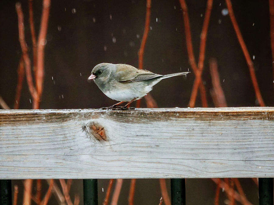 Junco Photograph by Rob Huntley