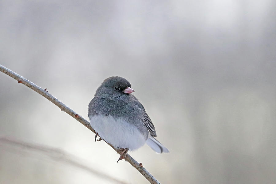 Junco Sitting Pretty Photograph by Debbie Oppermann - Fine Art America