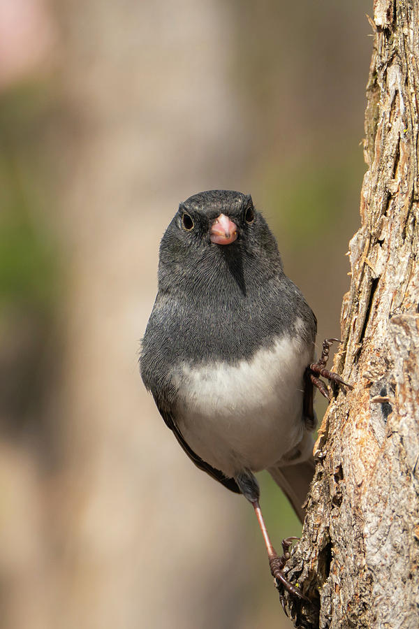 Junco Song Bird Front View Photograph by Sandra Js