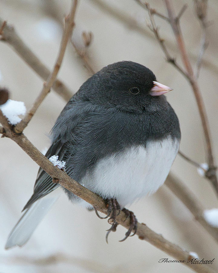 Junco Photograph by Thomas Sielaff - Fine Art America