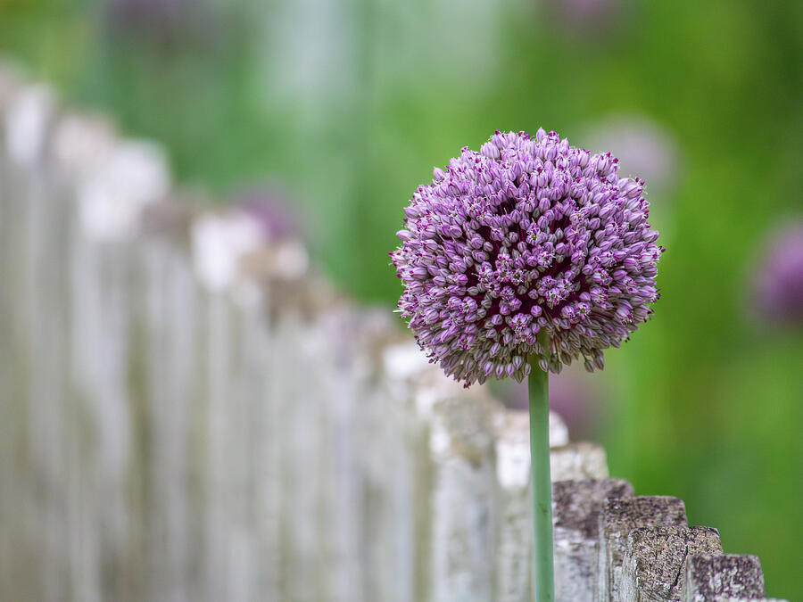 June Allium Photograph by Rachel Morrison June Allium Photograph by Rachel Morrison