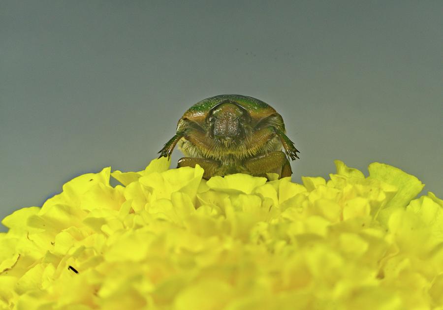 June Beetle Rising Over The Maryigold Photograph
