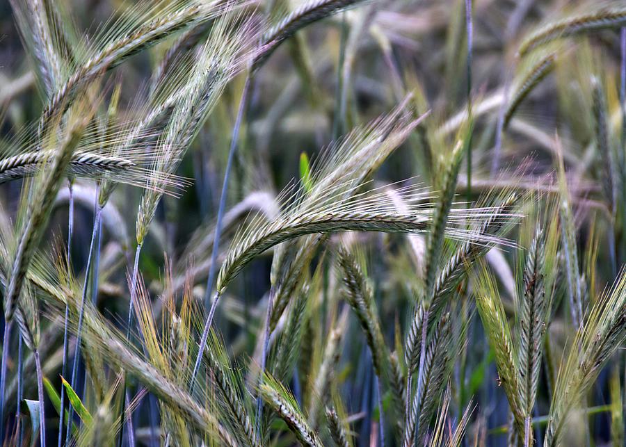 June Grasses In Northern Virginia Photograph