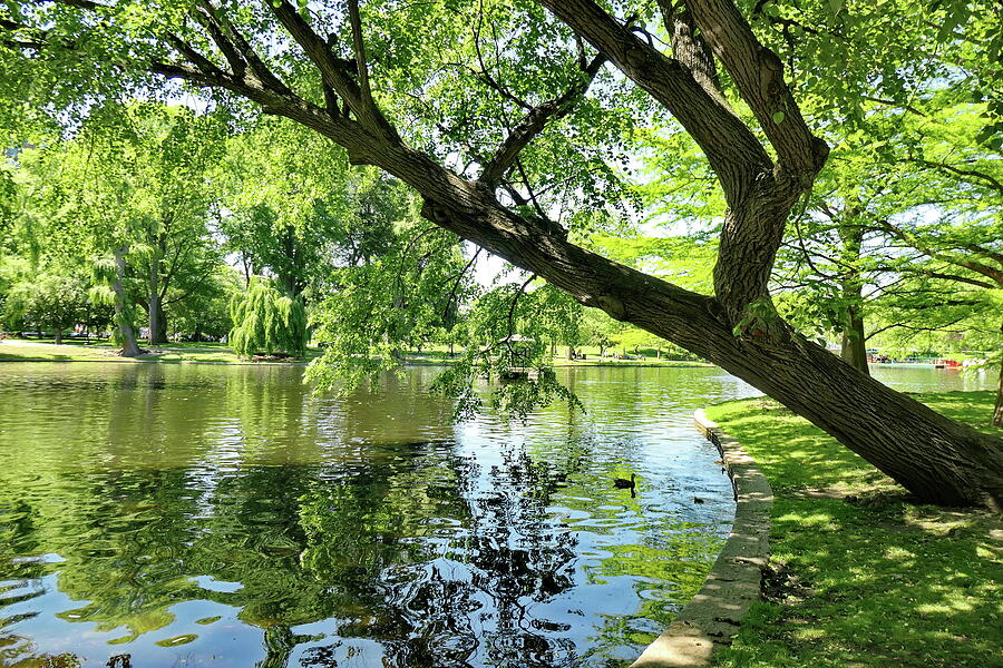 June in Boston Public Garden Photograph by Lyuba Filatova
