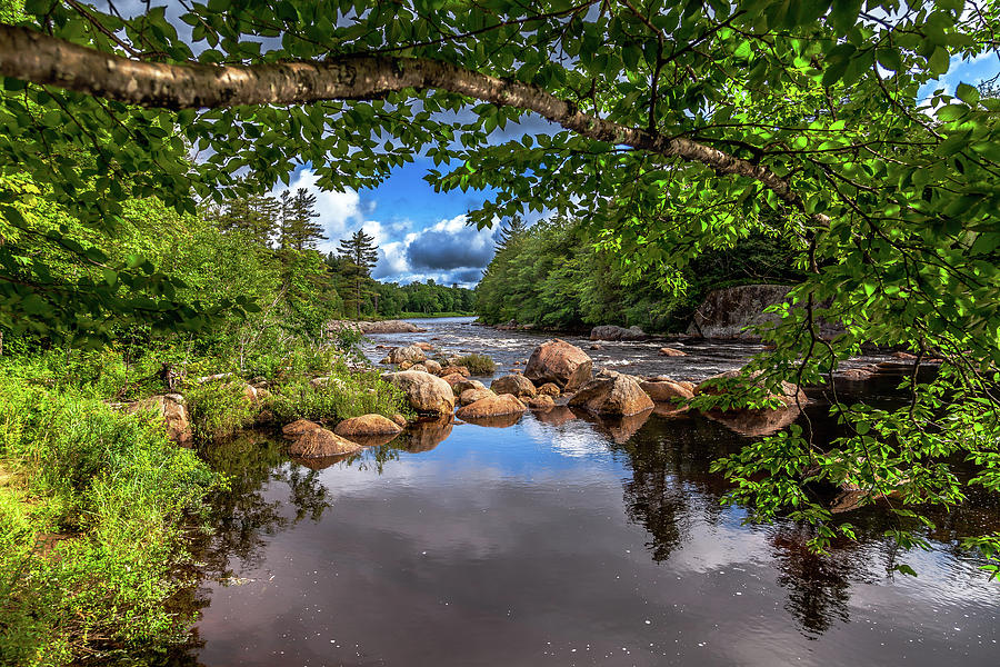 June on the Moose River Photograph by David Patterson