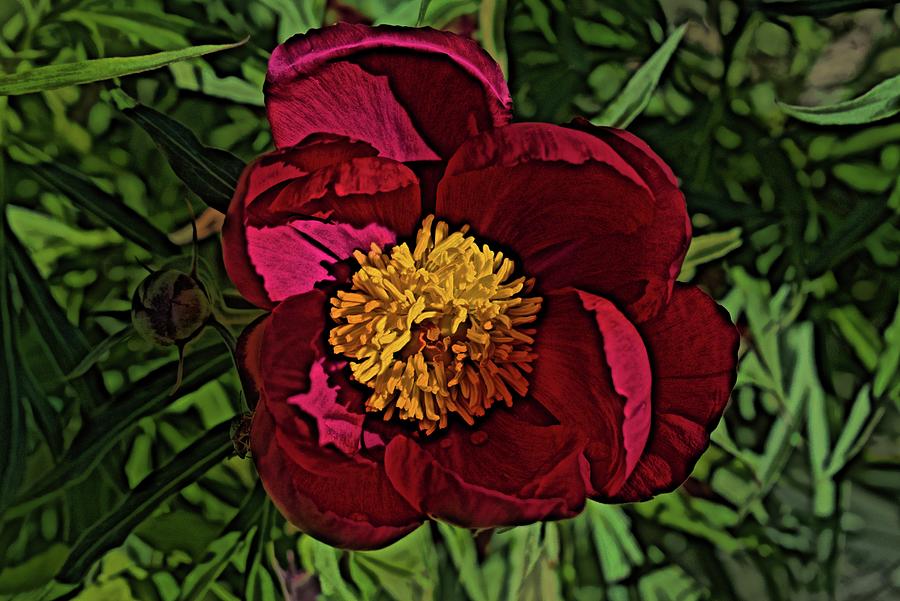 June Peony Sketch Photograph by Cathy Mahnke