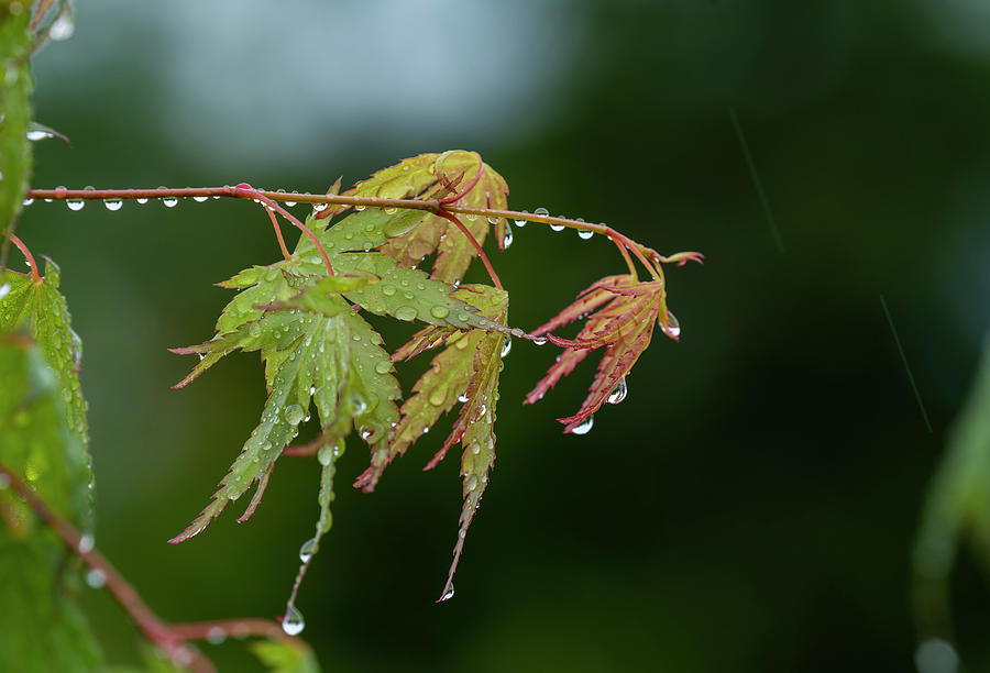 June Rain Japanese Maple Photograph by Robert Potts