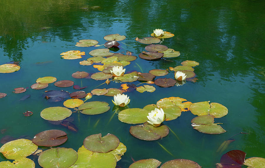 June Water Lilies on Pond Photograph by Bonnie Follett