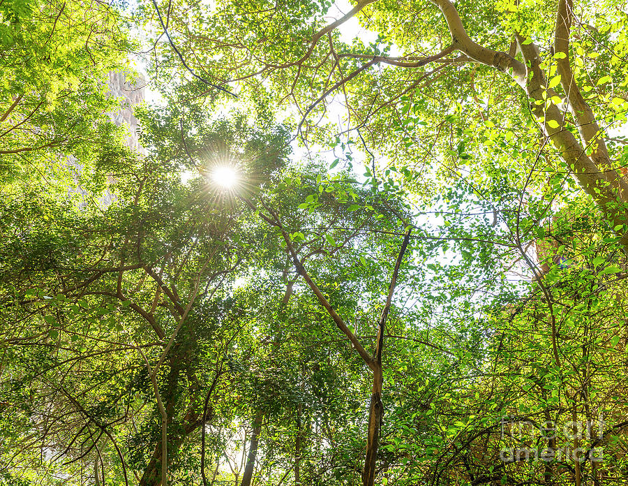 Jungle Canopy Africa Photograph by THP Creative