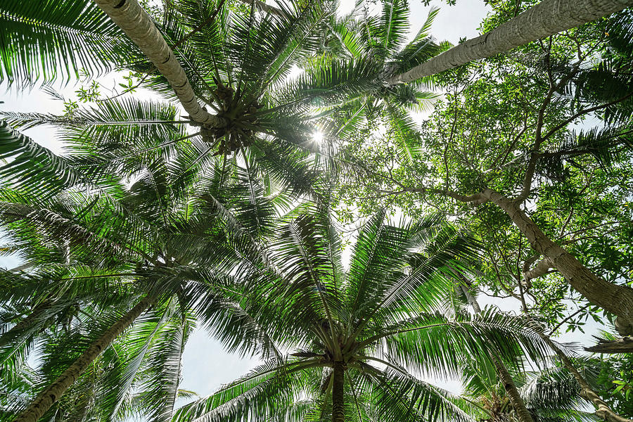 Jungle Canopy Photograph by James BO Insogna