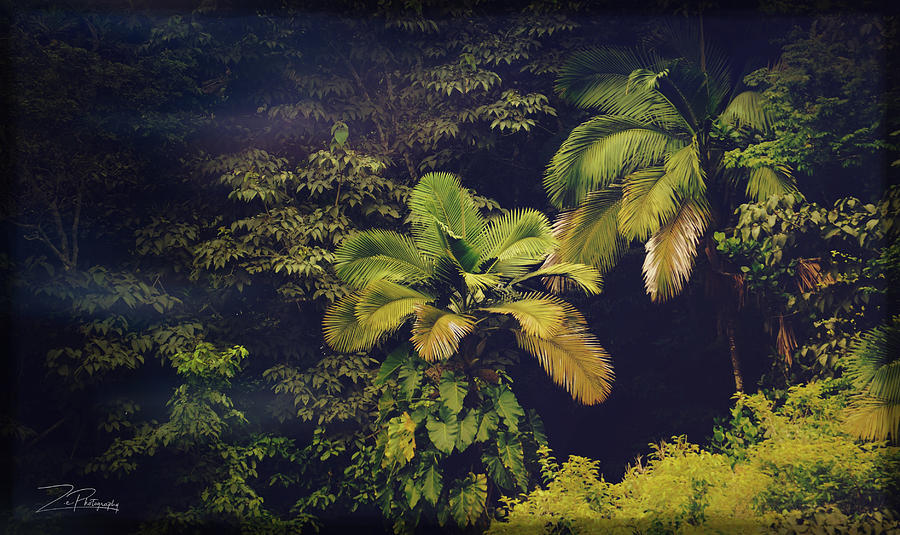Jungle Dreams Photograph by Ingrid Zagers