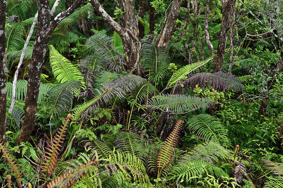 Jungle Ferns Photograph by Steve Gandy - Fine Art America