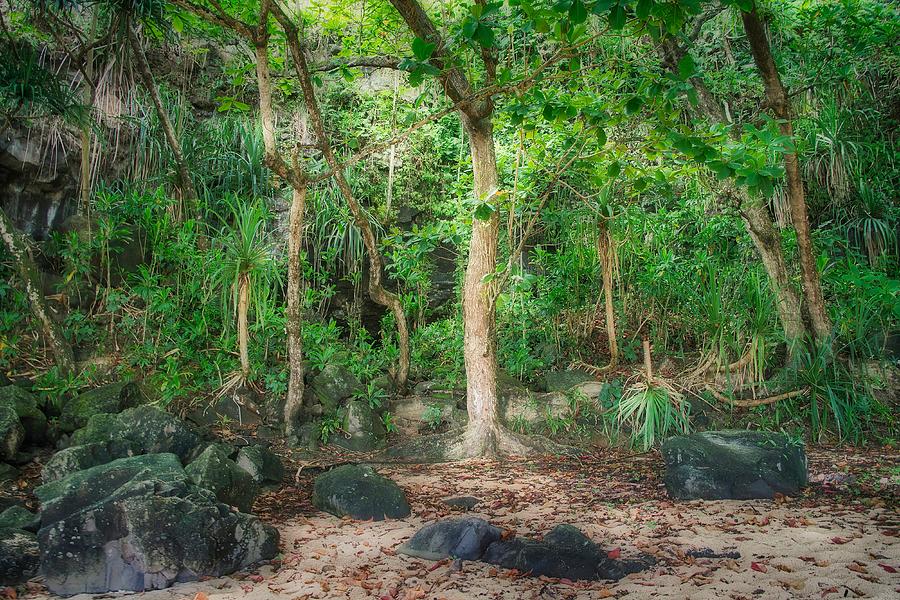 Jungle Forest Photograph by Dan Eskelson