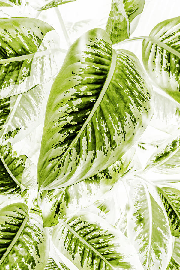 Jungle greens Digital Art by Jorgo Photography