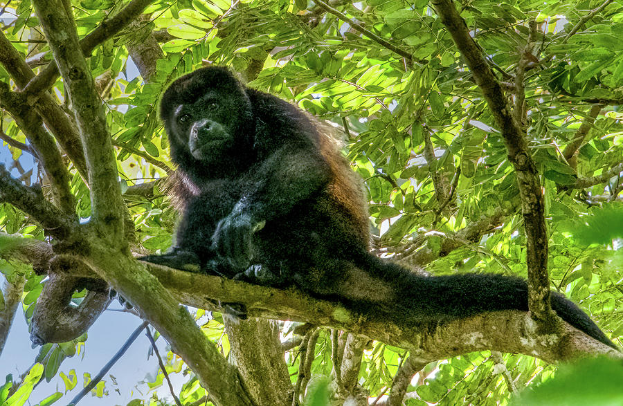 Jungle Howler Monkey, Costa Rica Photograph by Marcy Wielfaert