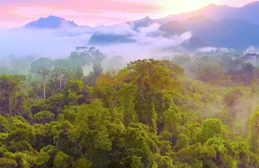 Jungle in Borneo Photograph by Monique Wegmueller
