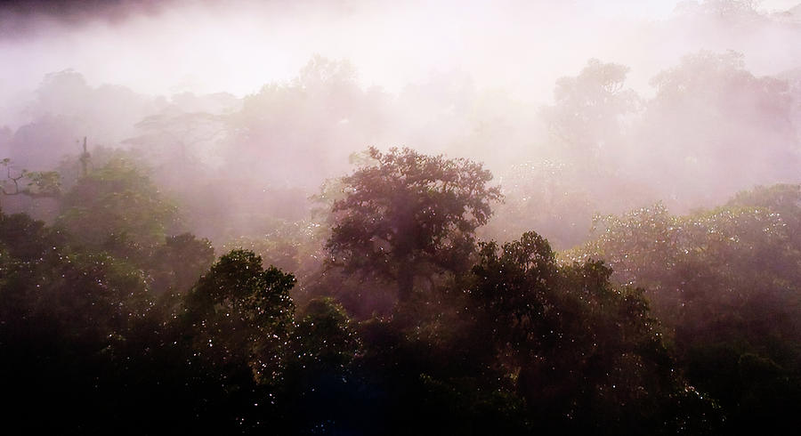 Jungle in the fog Photograph by Patricia Piotrak