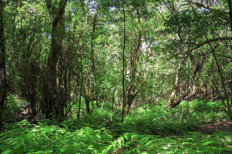 Jungle In The Garajonay National Park Photograph