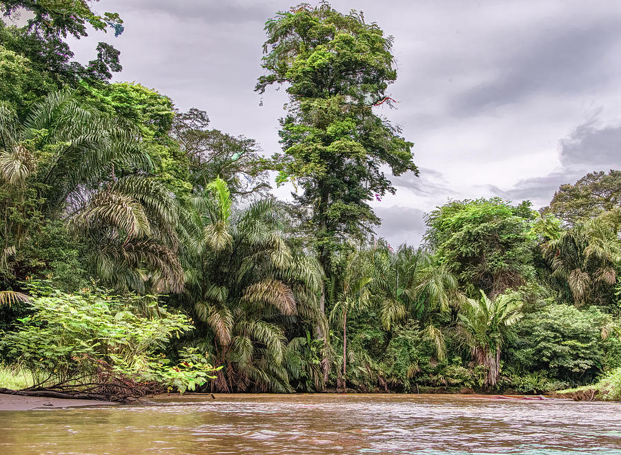 Jungle Journey Down the Rio Suerte in Costa Rica Photograph by Marcy Wielfaert